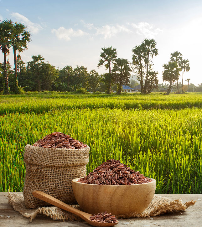 Agricultural Activities