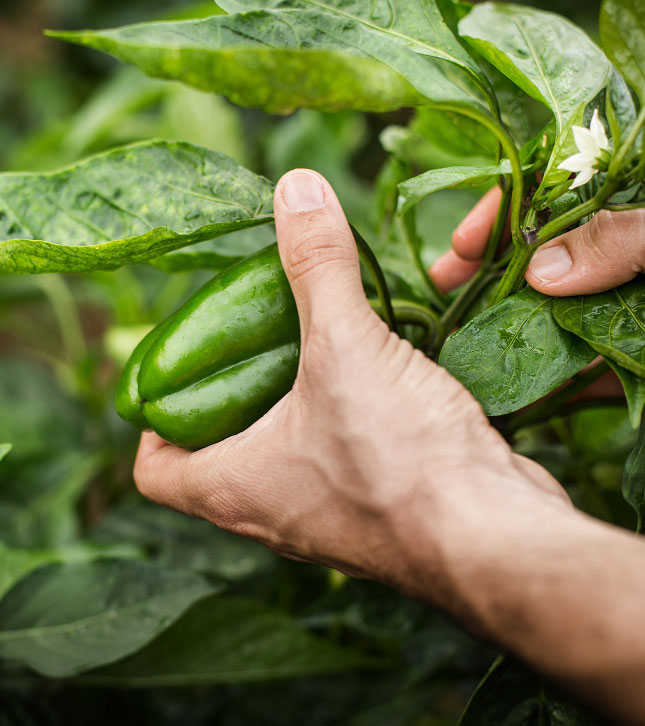 Agricultural Activities